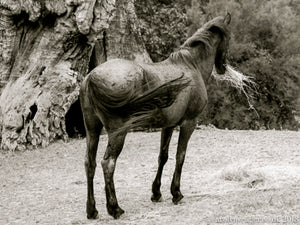 Equine Beauty - ChromaLuxe Fine Art Print Of A Spanish Mustang