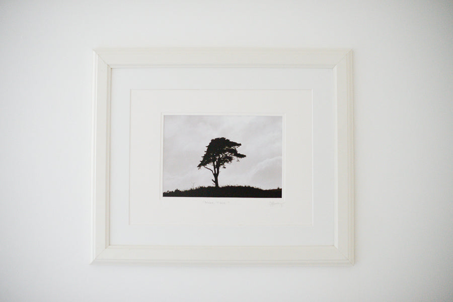 Exmoor Tree (Photographer's Proof)