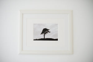 Exmoor Tree (Photographer's Proof)