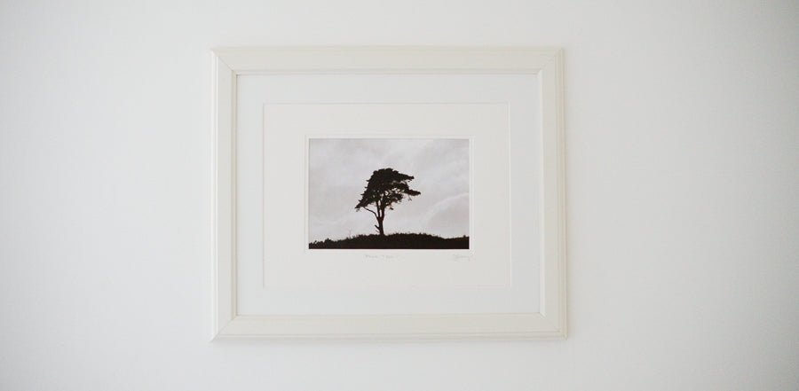Exmoor Tree (Photographer's Proof)