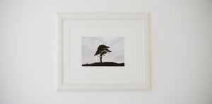 Exmoor Tree (Photographer's Proof)