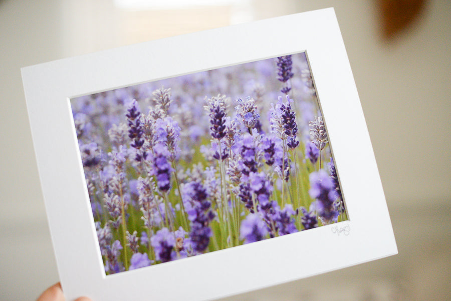 Lavender Days