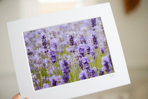 Lavender Days