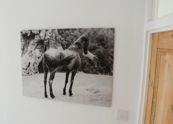 Equine Beauty - ChromaLuxe Fine Art Print Of A Spanish Mustang