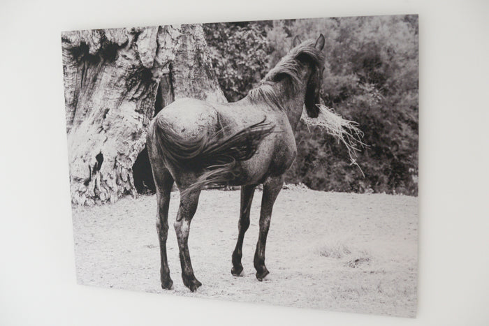 Equine Beauty - ChromaLuxe Fine Art Print Of A Spanish Mustang