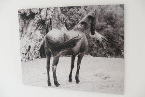 Equine Beauty - ChromaLuxe Fine Art Print Of A Spanish Mustang